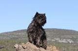 CAIRN TERRIER 313